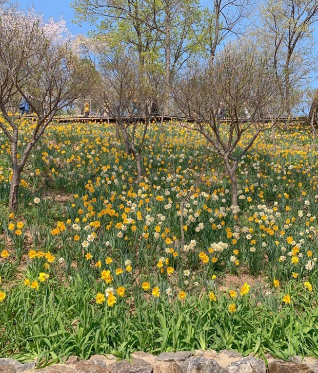 화담숲 봄 수선화 축제