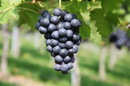 포도의 재배 방법 및 영양 , 역사 알아보기