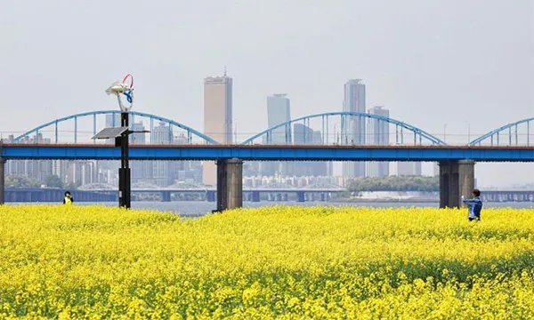 서래섬 유채꽃 축제 2025 서울 봄꽃 명소_2