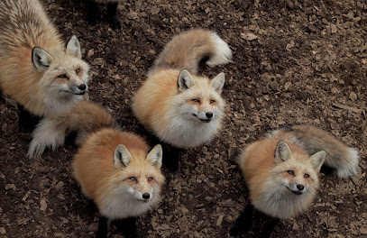 미야기 여우 마을 pic