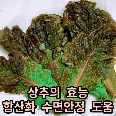 적상추 상추의 효능