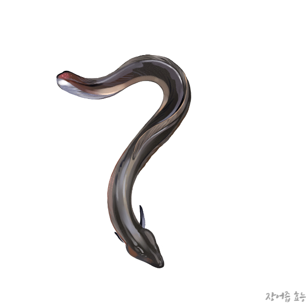 장어즙 효능 알아보고 드세요!