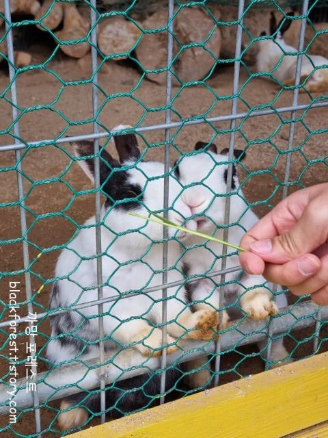 춘천 해피초원목장