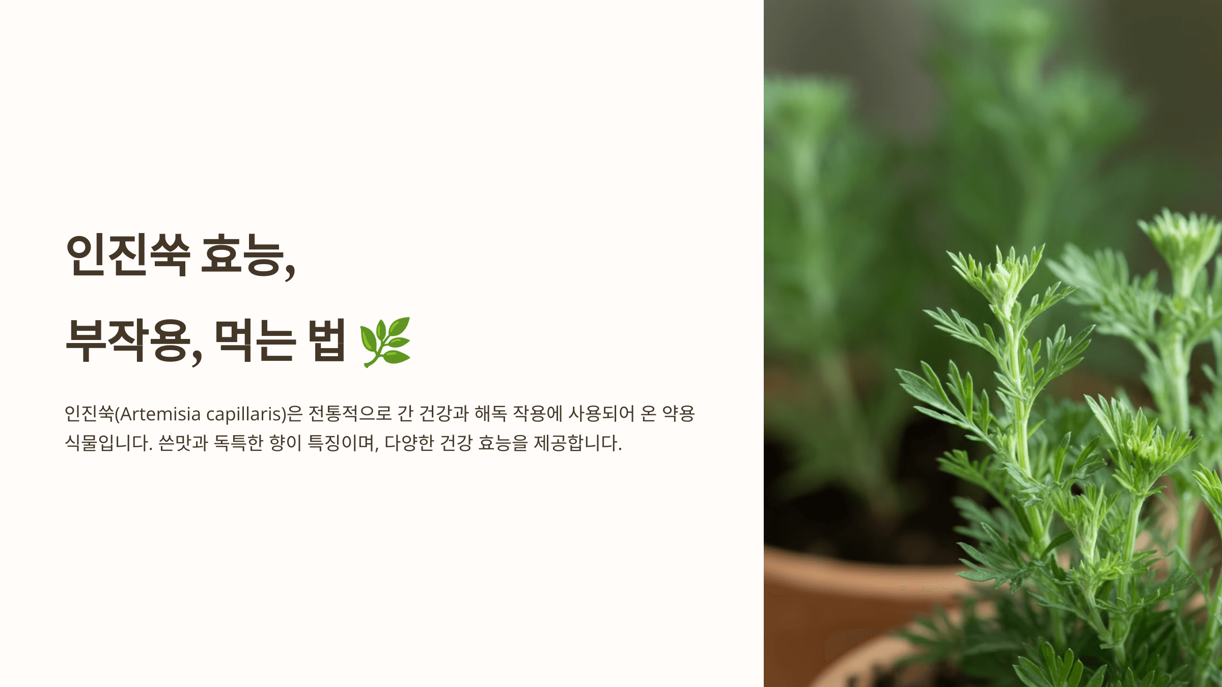 인진쑥 사진입니다.