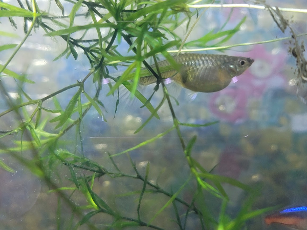 수초에 있는 임신한 암컷 구피