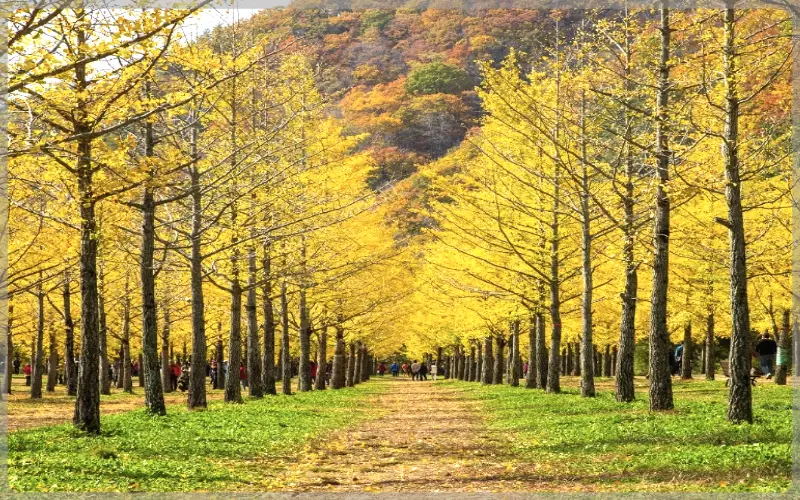 홍천 은행나무숲_1