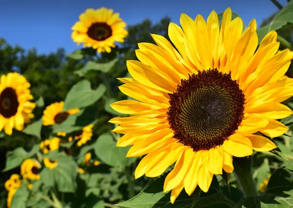 초등학생이 키우기 쉬운 식물 추천 - 해바라기, 콩, 스파티필럼 비교와 관찰 가이드