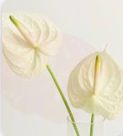 안스리움 관리법 알아보기