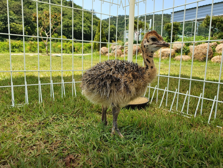 생방송오늘아침 이색체험카페 공룡타조랜드 경남 고성 가격 정보
