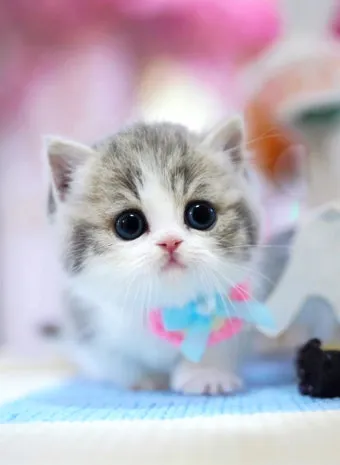 먼치킨 고양이 유전병_9