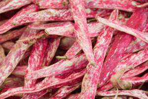 호랑이콩 효능08