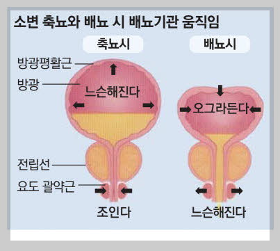 잦은 소변(출처 매일경제)