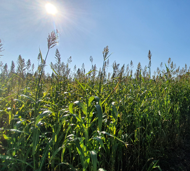 제주 올레9코스