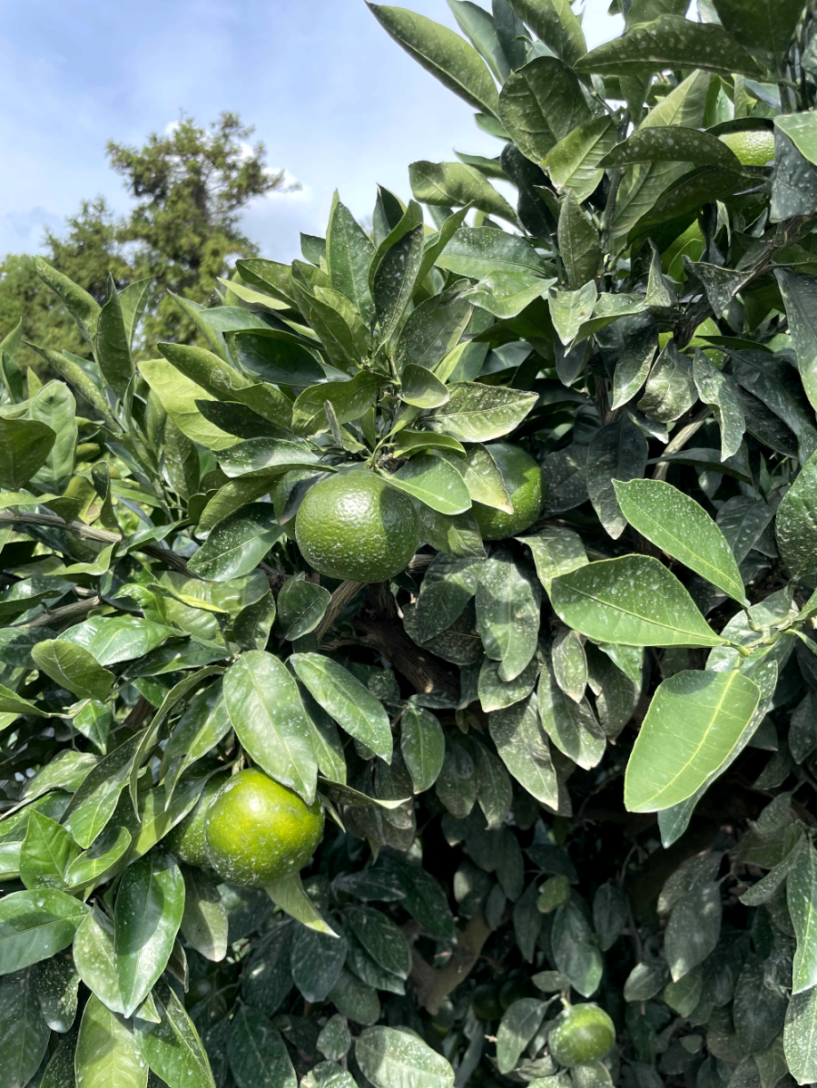 제주 대정읍 풍광