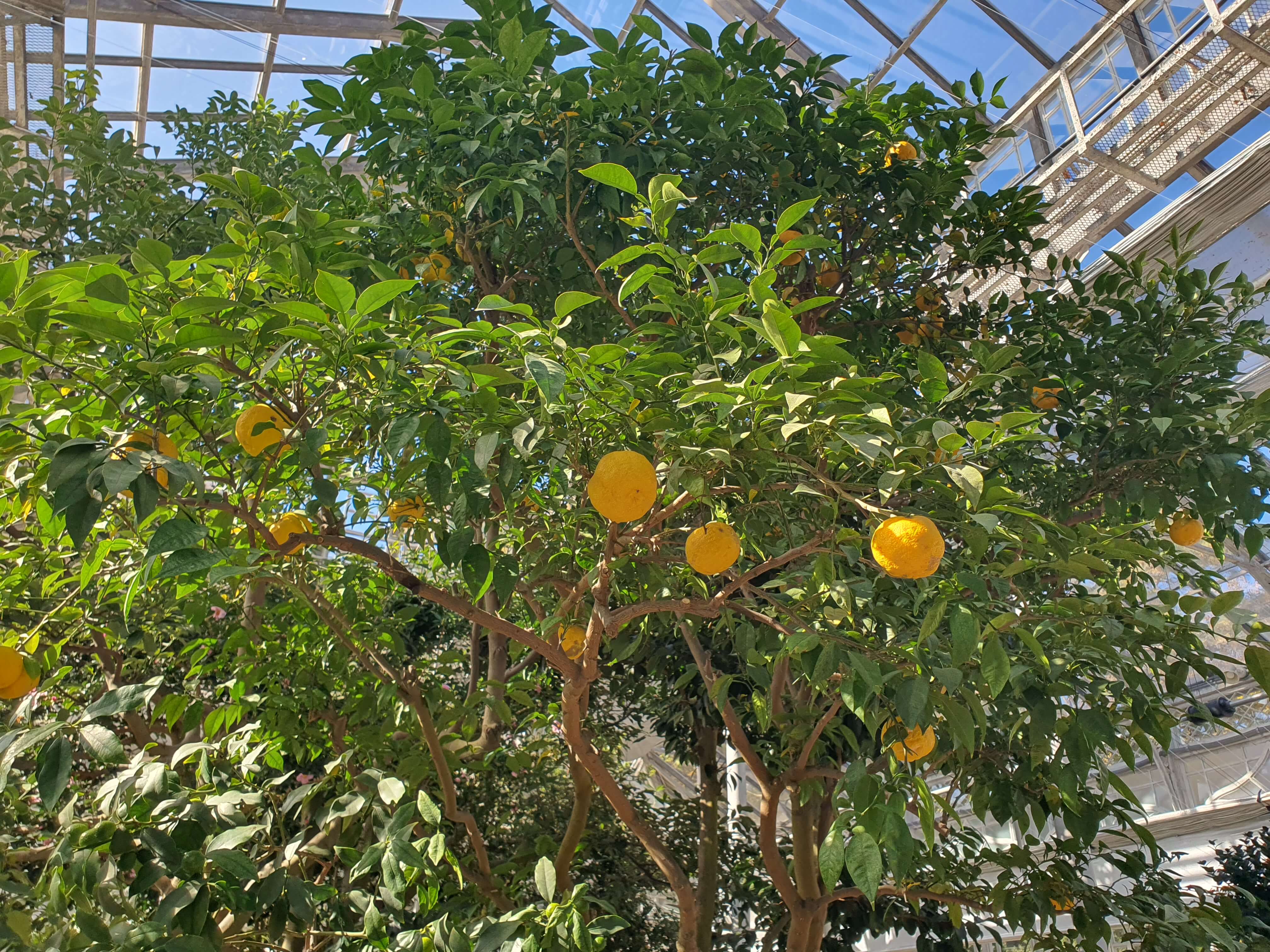 정원 사회학 관점에서 한국 사회에서 정원이 늦게 확산된 이유