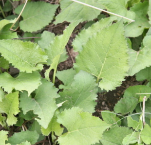 취나물 효능 부작용 칼로리 고르는법