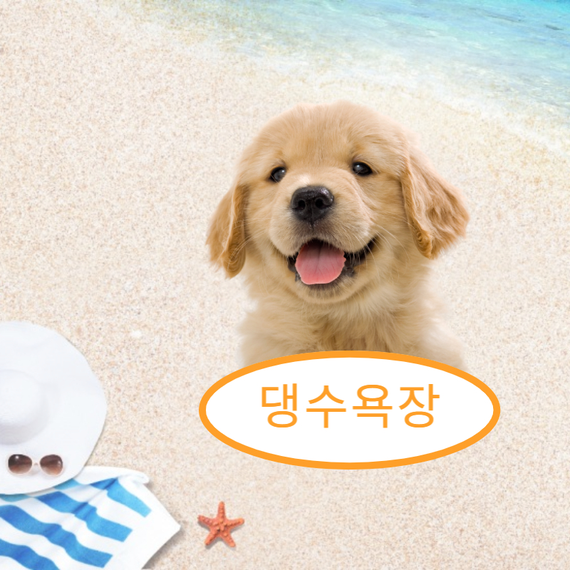 강아지 해수욕장 운영