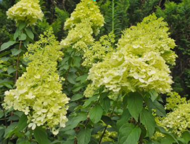 부산 태종대 수국축제