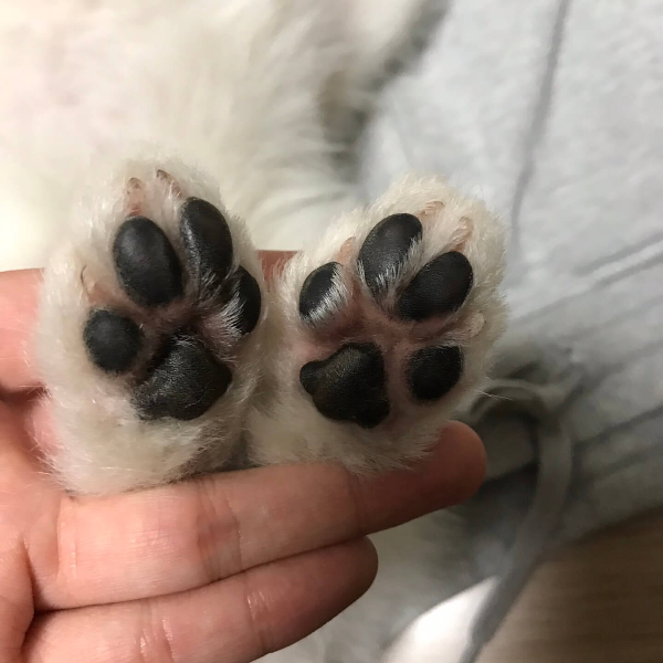 강아지_발바닥