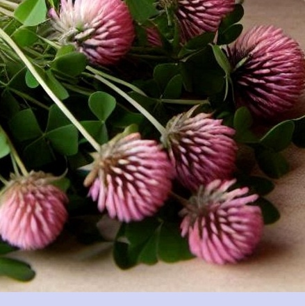 대상포진 초기증상