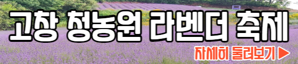 고창 청농원 라벤더 축제 둘러보기