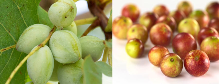 카카두 플럼과 카무카무