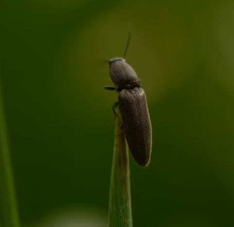 러브 버그 퇴치 방법 총정리 2025