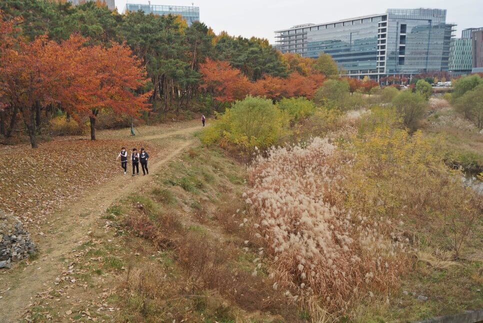 반려견과 함께 떠나는 분당&middot;판교 가을산책 단풍명소 추천 : 탄천산책로&middot;율동공원&middot;판교생태공원