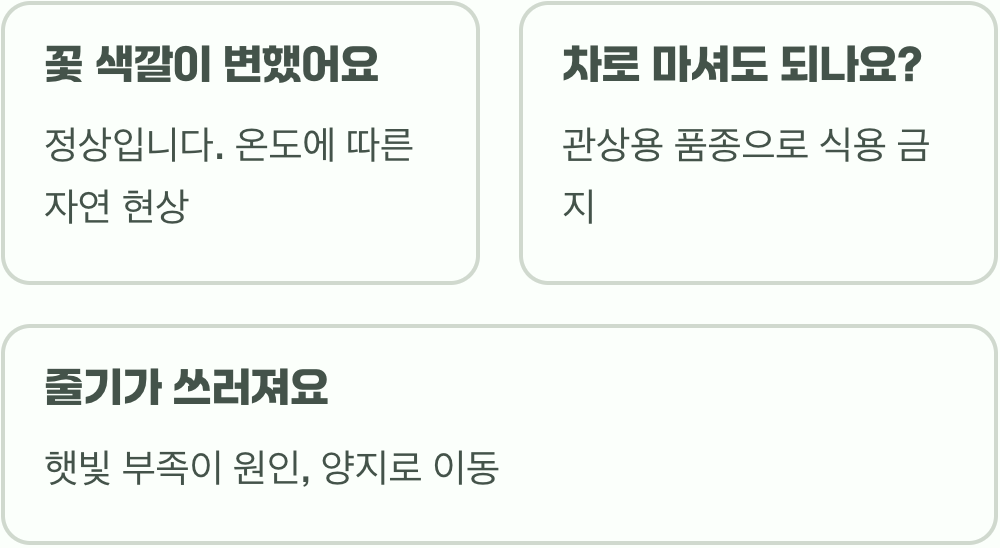 매력적인 입술, 핫립세이지 키우기 A to Z