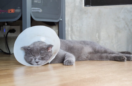 염색을 하면서 잠자는 고양이.