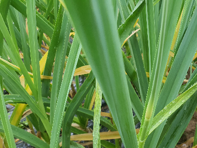 마늘종이 마늘사이 있는 모습