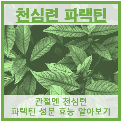 천심련 파랙틴 쎔네일