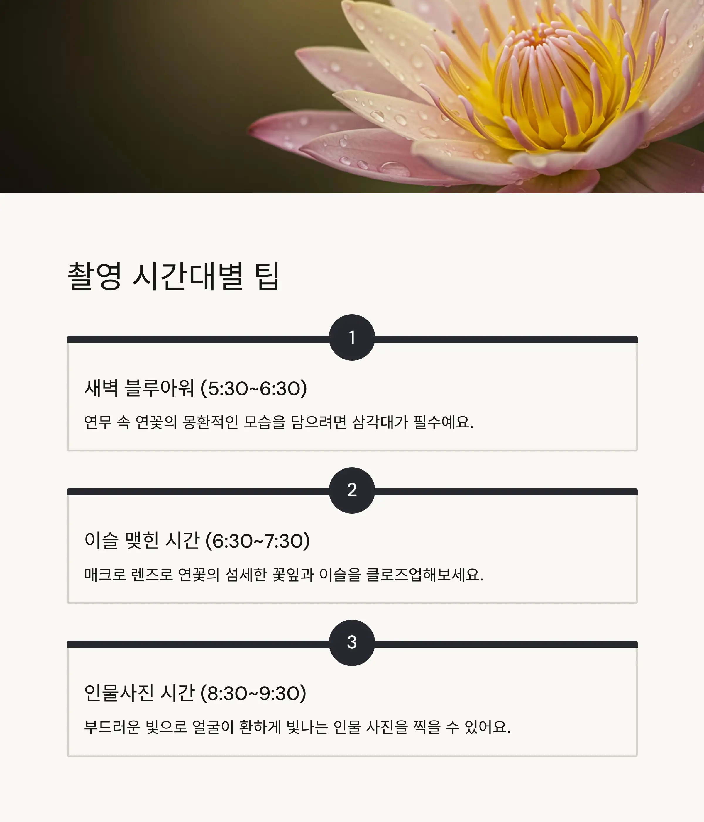 🍃 연잎 먹거리와 특별한 체험