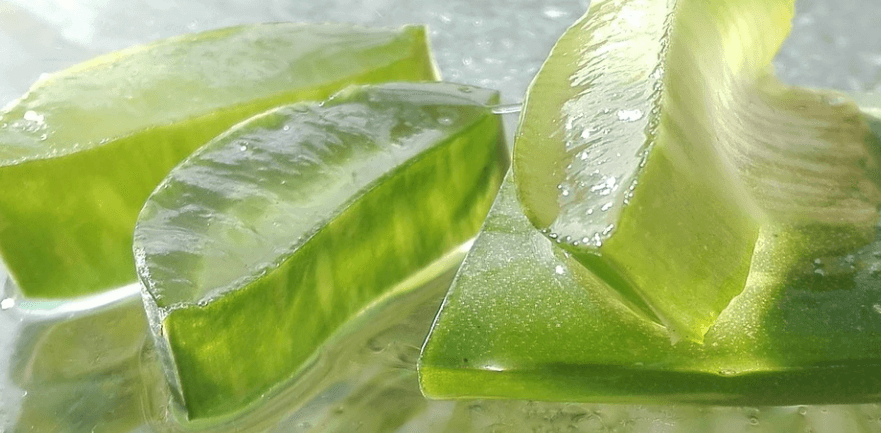 위궤양에 좋은 음식 알로에가 먹기 좋게 잘라져 있다