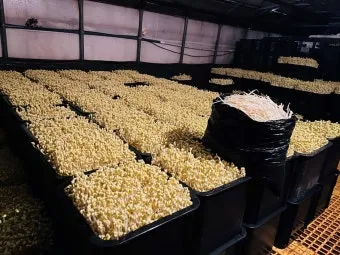 콩나물 재배 콩 불리기 온도 유지 깨끗한 세척_7