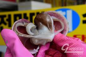 홍성남당항 새조개축제 기본일정과 프로그램 및 초대가수 소개(박서진,임선택, 전미경 출연)