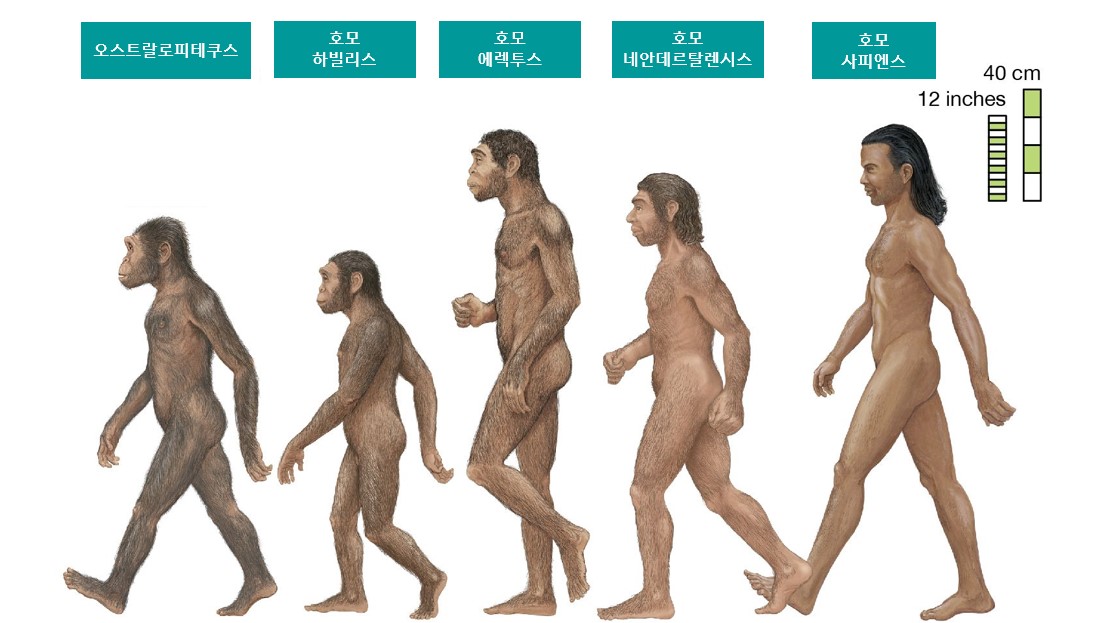 호미닌의 진화 출처 Britannica