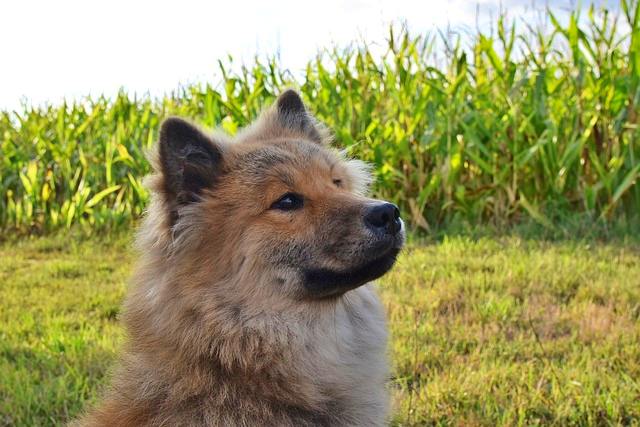 반려동물 등록과 비용, 자진신고로 과태료 피하기, 외장칩과 내장칩의 차이