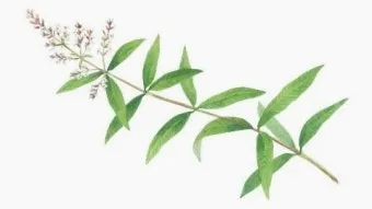 레몬버베나 효능 부작용 권장 섭취량_10