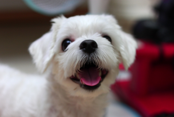 10살 노견 말티푸