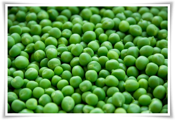 &quot;10월 하순, 완두콩 심어보세요!&quot; 겨울을 이겨낸 완두콩 건강한 영양소 듬뿍!