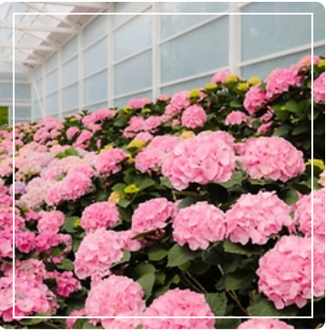 휴애리 수국정원 이미지 출처: 휴애리 홈페이지