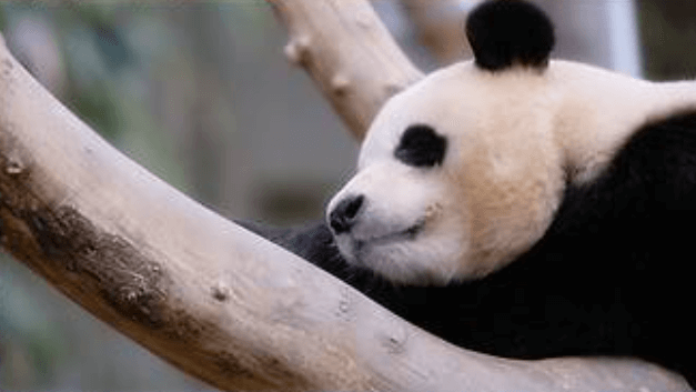 안녕 푸바오 마지막 방송 동물농장 실시간 다시보기