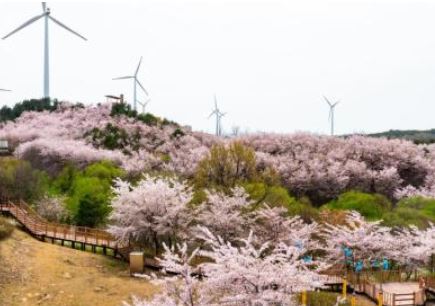 영덕 벚꽃 
