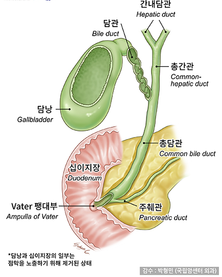 담낭 담도의 구조