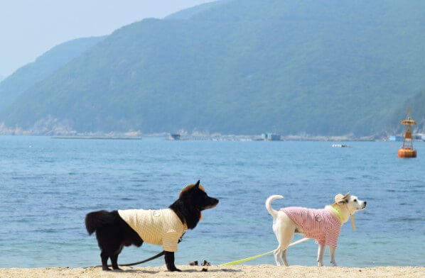 반려동물 해수욕장