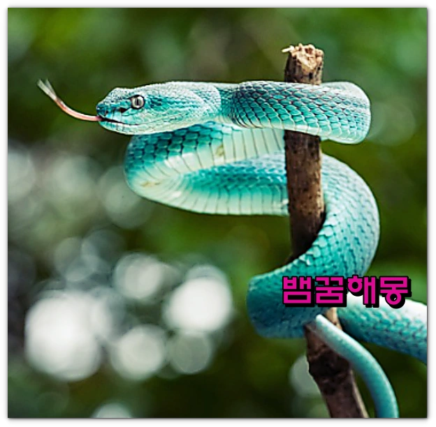 뱀에대한꿈