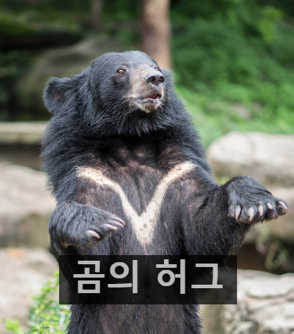 곰