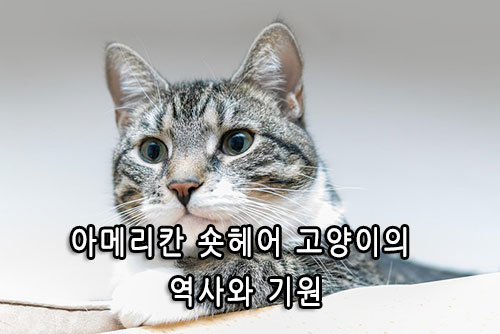 아메리칸 숏헤어 고양이의 역사와 기원