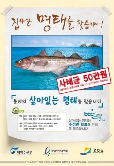 지키려는 노력과 대체 단백질의 미래: 명태에서 배우다